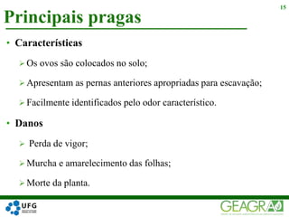 Principais pragas
15
• Características
 Os ovos são colocados no solo;
 Apresentam as pernas anteriores apropriadas para escavação;
 Facilmente identificados pelo odor característico.
• Danos
 Perda de vigor;
 Murcha e amarelecimento das folhas;
 Morte da planta.
 