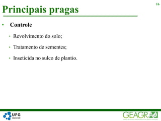 Principais pragas
16
• Controle
• Revolvimento do solo;
• Tratamento de sementes;
• Inseticida no sulco de plantio.
 