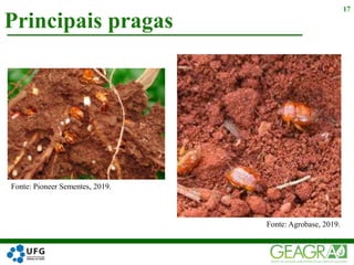 Principais pragas
17
Fonte: Pioneer Sementes, 2019.
Fonte: Agrobase, 2019.
 