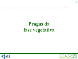 Pragas da
fase vegetativa
18
 