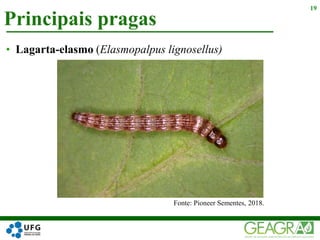 Principais pragas
19
• Lagarta-elasmo (Elasmopalpus lignosellus)
Fonte: Pioneer Sementes, 2018.
 