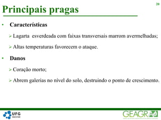 Principais pragas
20
• Características
 Lagarta esverdeada com faixas transversais marrom avermelhadas;
 Altas temperaturas favorecem o ataque.
• Danos
 Coração morto;
 Abrem galerias no nível do solo, destruindo o ponto de crescimento.
 