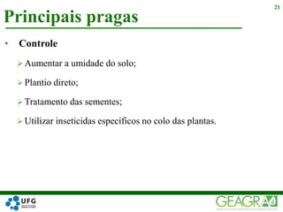 Principais pragas
21
• Controle
 Aumentar a umidade do solo;
 Plantio direto;
 Tratamento das sementes;
 Utilizar inseticidas específicos no colo das plantas.
 