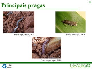 Principais pragas
22
Fonte: Agro Bayer, 2018. Fonte: Embrapa, 2019.
Fonte: Agro Bayer, 2018.
 