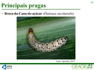 Principais pragas
23
• Broca-da-Cana-de-açúcar (Diatraea saccharalis)
Fonte: Agrolink, 2019.
 