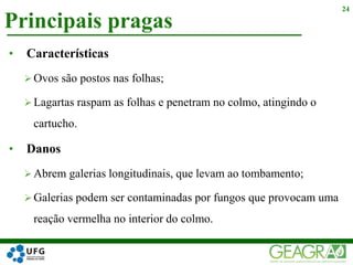 Principais pragas
24
• Características
 Ovos são postos nas folhas;
 Lagartas raspam as folhas e penetram no colmo, atingindo o
cartucho.
• Danos
 Abrem galerias longitudinais, que levam ao tombamento;
 Galerias podem ser contaminadas por fungos que provocam uma
reação vermelha no interior do colmo.
 