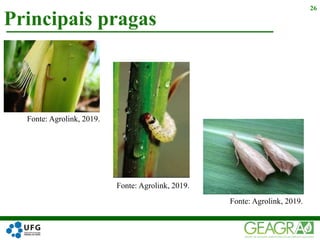 Principais pragas
26
Fonte: Agrolink, 2019.
Fonte: Agrolink, 2019.
Fonte: Agrolink, 2019.
 