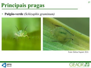 Principais pragas
27
• Pulgão-verde (Schizaphis graminum)
Fonte: Defesa Vegetal, 2014.
 