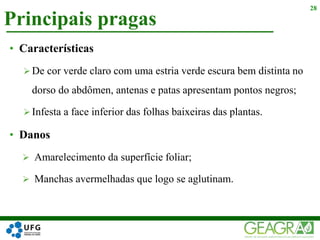 Principais pragas
28
• Características
 De cor verde claro com uma estria verde escura bem distinta no
dorso do abdômen, antenas e patas apresentam pontos negros;
 Infesta a face inferior das folhas baixeiras das plantas.
• Danos
 Amarelecimento da superfície foliar;
 Manchas avermelhadas que logo se aglutinam.
 