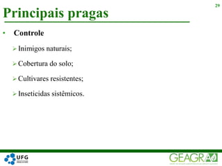 Principais pragas
29
• Controle
 Inimigos naturais;
 Cobertura do solo;
 Cultivares resistentes;
 Inseticidas sistêmicos.
 