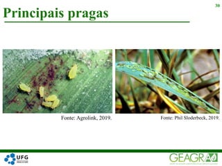 Principais pragas
30
Fonte: Phil Sloderbeck, 2019.Fonte: Agrolink, 2019.
 