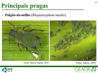 Principais pragas
31
• Pulgão-do-milho (Rhopalosiphum maidis)
Fonte: Defesa Vegetal, 2019. Fonte: AgFax, 2019.
 