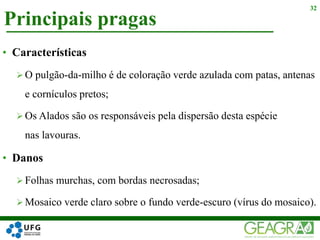 Principais pragas
32
• Características
 O pulgão-da-milho é de coloração verde azulada com patas, antenas
e cornículos pretos;
 Os Alados são os responsáveis pela dispersão desta espécie
nas lavouras.
• Danos
 Folhas murchas, com bordas necrosadas;
 Mosaico verde claro sobre o fundo verde-escuro (vírus do mosaico).
 
