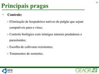 Principais pragas
33
• Controle:
 Eliminação de hospedeiros nativos do pulgão que sejam
compatíveis para o vírus;
 Controle biológico com inimigos naturais predadores e
parasitoides;
 Escolha de cultivares resistentes;
 Tratamentos de sementes.
 