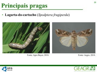Principais pragas
35
• Lagarta-do-cartucho (Spodptera frugiperda)
Fonte: Agro Bayer, 2018. Fonte: Aegro, 2018.
 