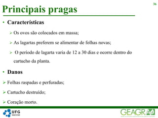 Principais pragas
36
• Características
 Os ovos são colocados em massa;
 As lagartas preferem se alimentar de folhas novas;
 O período de lagarta varia de 12 a 30 dias e ocorre dentro do
cartucho da planta.
• Danos
 Folhas raspadas e perfuradas;
 Cartucho destruído;
 Coração morto.
 