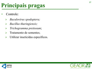 Principais pragas
37
• Controle:
 Baculovirus spodoptera;
 Bacillus thuringiensis;
 Trichogramma pretiosum;
 Tratamento de sementes;
 Utilizar inseticidas específicos.
 