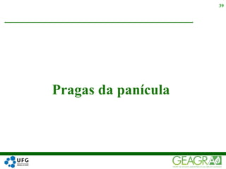 Pragas da panícula
39
 