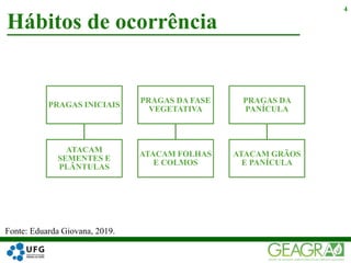 Hábitos de ocorrência
4
PRAGAS INICIAIS
ATACAM
SEMENTES E
PLÂNTULAS
PRAGAS DA FASE
VEGETATIVA
ATACAM FOLHAS
E COLMOS
PRAGAS DA
PANÍCULA
ATACAM GRÃOS
E PANÍCULA
Fonte: Eduarda Giovana, 2019.
 