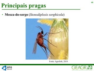 Principais pragas
40
• Mosca-do-sorgo (Stenodiplosis sorghicola)
Fonte: Agrolink, 2019.
 