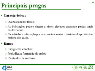 Principais pragas
41
• Características
 Ovopositam nas flores;
 As infestações podem chegar a níveis elevados causando perdas totais
nas lavouras;
 Na safrinha a infestação por esse inseto é muito reduzida e desprezível na
maioria dos casos.
• Danos
 Espiguetas chochas;
 Prejudica a formação do grão;
 Panículas ficam finas.
 