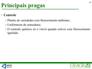 Principais pragas
42
• Controle
 Plantio de variedades com florescimento uniforme;
 Uniformizar de semeadura;
 O controle químico só é viável quando estiver com florescimento
igualado.
 