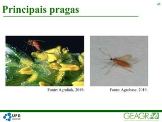 Principais pragas
43
Fonte: Agrolink, 2019.​ Fonte: Agrobase, 2019.​
 