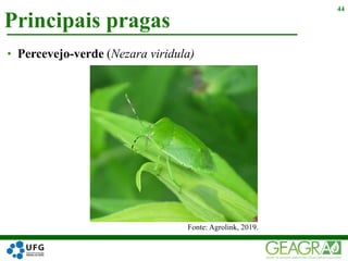 Principais pragas
44
• Percevejo-verde (Nezara viridula)
Fonte: Agrolink, 2019.
 
