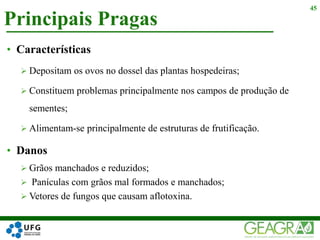 Principais Pragas
45
• Características
 Depositam os ovos no dossel das plantas hospedeiras;
 Constituem problemas principalmente nos campos de produção de
sementes;
 Alimentam-se principalmente de estruturas de frutificação.
• Danos
 Grãos manchados e reduzidos;
 Panículas com grãos mal formados e manchados;
 Vetores de fungos que causam aflotoxina.
 