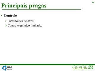 Principais pragas
46
• Controle
 Parasitoides de ovos;
 Controle químico limitado.
 