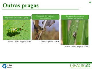 Outras pragas
48
Fonte: Agrolink, 2019.Fonte: Defesa Vegetal, 2019.
Fonte: Defesa Vegetal, 2019.
Vaquinha (Diabrotica spp.)
Curuquerê-dos-capinzais
(Mocis latipes)
Percevejo-das-gramíneas
(Blissus leucopterus)
 