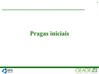 Pragas iniciais
5
 