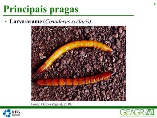 Principais pragas
6
• Larva-arame (Conoderus scalaris)
Fonte: Defesa Vegetal, 2019.
 