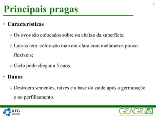 Principais pragas
7
• Características
 Os ovos são colocados sobre ou abaixo da superfície;
 Larvas tem coloração marrom-clara com metâmeros pouco
flexíveis;
 Ciclo pode chegar a 5 anos.
• Danos
 Destroem sementes, raízes e a base do caule após a germinação
e no perfilhamento.
 