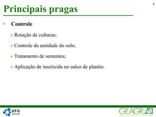 Principais pragas
8
• Controle
 Rotação de culturas;
 Controle da umidade do solo;
 Tratamento de sementes;
 Aplicação de inseticida no sulco de plantio.
 