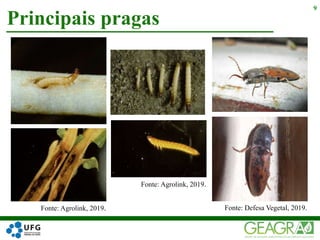 Principais pragas
9
Fonte: Agrolink, 2019.
Fonte: Agrolink, 2019.
Fonte: Defesa Vegetal, 2019.
 