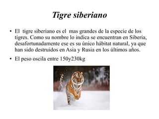 Tigre siberiano
● El tigre siberiano es el mas grandes de la especie de los
tigres. Como su nombre lo indica se encuentran en Siberia,
desafortunadamente ese es su único hábitat natural, ya que
han sido destruidos en Asia y Rusia en los últimos años.
● El peso oscila entre 150y230kg
 