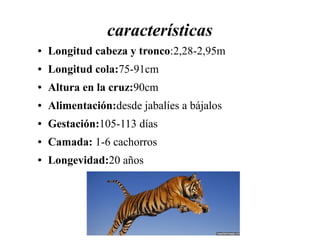 características
● Longitud cabeza y tronco:2,28-2,95m
● Longitud cola:75-91cm
● Altura en la cruz:90cm
● Alimentación:desde jabalíes a bájalos
● Gestación:105-113 días
● Camada: 1-6 cachorros
● Longevidad:20 años
 