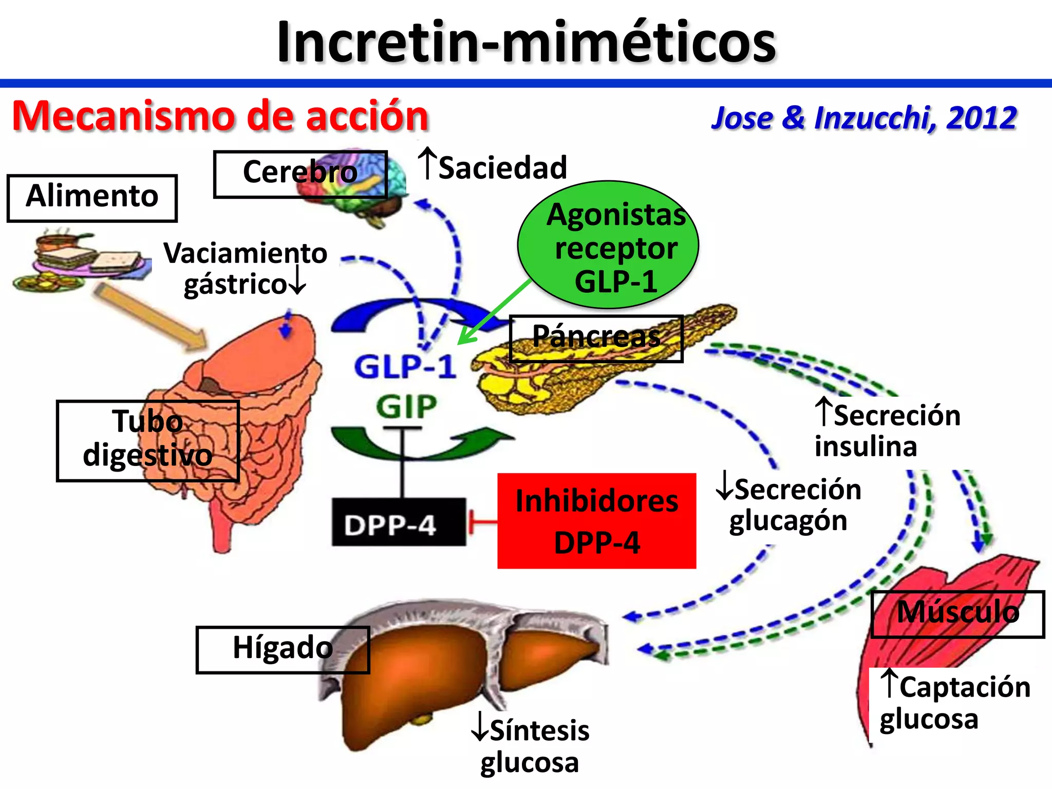 agonista glp 1 mecanismo de accion Análogos de GLP-1 e inhibidores de SLGT-2