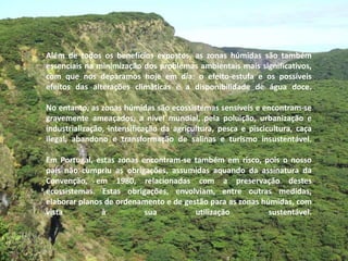 Além de todos os benefícios expostos, as zonas húmidas são também essenciais na minimização dos problemas ambientais mais significativos, com que nos deparamos hoje em dia: o efeito-estufa e os possíveis efeitos das alterações climáticas e a disponibilidade de água doce. No entanto, as zonas húmidas são ecossistemas sensíveis e encontram-se gravemente ameaçados, a nível mundial, pela poluição, urbanização e industrialização, intensificação da agricultura, pesca e piscicultura, caça ilegal, abandono e transformação de salinas e turismo insustentável. Em Portugal, estas zonas encontram-se também em risco, pois o nosso país não cumpriu as obrigações, assumidas aquando da assinatura da Convenção, em 1980, relacionadas com a preservação destes ecossistemas. Estas obrigações, envolviam, entre outras medidas, elaborar planos de ordenamento e de gestão para as zonas húmidas, com vista à sua utilização sustentável. 