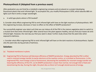 Photosynthesis II (Adapted from a previous exam)
After graduation you are hired by a metabolic engineering company and are placed on a project developing
fluorescent plants that emit infrared light. To accomplish this, you modify Photosystem II (PSII; which absorbs 680 nm
light) such that it emits a longer wavelength.
a. In wild type plants where is PSII located?
b. Consider what effects engineering PSII to emit infrared light with have on the light reactions of photosynthesis. Will
this engineering increase, decrease or have no effect on the effect of NADPH production?
You successfully engineer your plant such that you can induce all of the PSII in the mature vegetative plant to switch to
a mutant form that emits infrared light. After several hours the plant appears healthy, and you find your leaves do emit
infrared light. However, the next day you find your plant is dead. Further study shows that the plant dies when
exposed to darkness.
c. Consider what effect engineering PSII to emit infrared light will have on the dark reactions of photosynthesis. Explain
why the plant dies during periods of darkness.
Solution:
(a) Thylakoid membrane in plants
(b) Engineering PSII to fluoresce will decrease efficiency of NADPH production. Energy absorbed by PSII is either
used in resonant energy transfer to excite electrons at the reaction centre, or is emitted as fluorescence. In the
engineered PSII, more energy is lost to fluorescence, decreasing the availability for resonant energy transfer and
lowering the efficiency of the ETC. (c) As NADPH production is lower than normal, not enough CO2 is fixed and
stored during the day. During the night, the plant dies as there isn’t enough stored sources of energy.
Edu Assignment Help
 