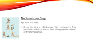 The Sensorimotor Stage
Age birth to 2 years-
• During this stage, a child develops object permanence. They
learn about the world around them through senses, reflexes
and motor responses.
 