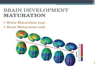 Education 1 : Brain development | PPTX