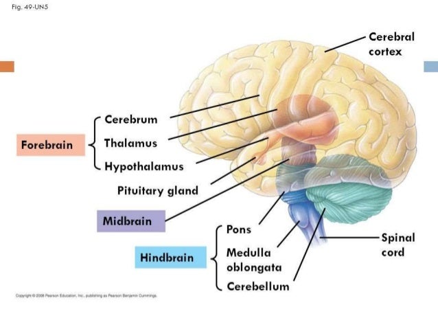 brain development