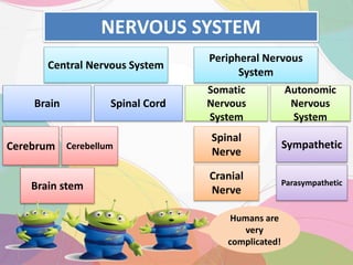 NERVOUS SYSTEM
Central Nervous System
Peripheral Nervous
System
Brain stem Parasympathetic
Cerebrum Cerebellum
Spinal Cord
Autonomic
Nervous
System
Brain
Somatic
Nervous
System
Sympathetic
Cranial
Nerve
Spinal
Nerve
Humans are
very
complicated!
 