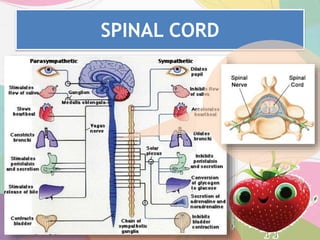 SPINAL CORD
 