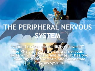 THE PERIPHERAL NERVOUS
SYSTEM
“A bond that connects different world”
The PNS connects the central nervous
system to the organs and limbs. It has two
main divisions: somatic and autonomic
nervous system.
 
