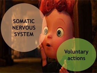 SOMATIC
NERVOUS
SYSTEM
Voluntary
actions
 