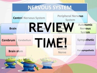 NERVOUS SYSTEM
Central Nervous System
Peripheral Nervous
System
Brain stem Parasympathetic
Cerebrum Cerebellum
Spinal Cord
Autonomic
Nervous
System
Brain
Somatic
Nervous
System
Sympathetic
Cranial
Nerve
Spinal
Nerve
REVIEW
TIME!
 
