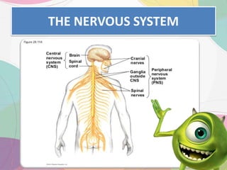 THE NERVOUS SYSTEM
 